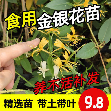 金银花苗药用食用植物鸳鸯藤树苗四季开花金银花盆栽爬藤攀援花卉