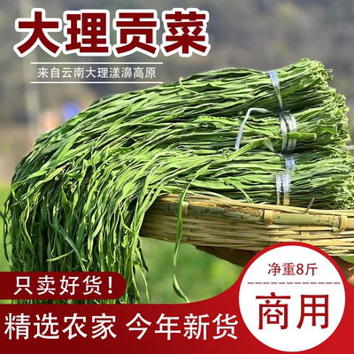 云南大理精品贡菜干商用脱水蔬菜