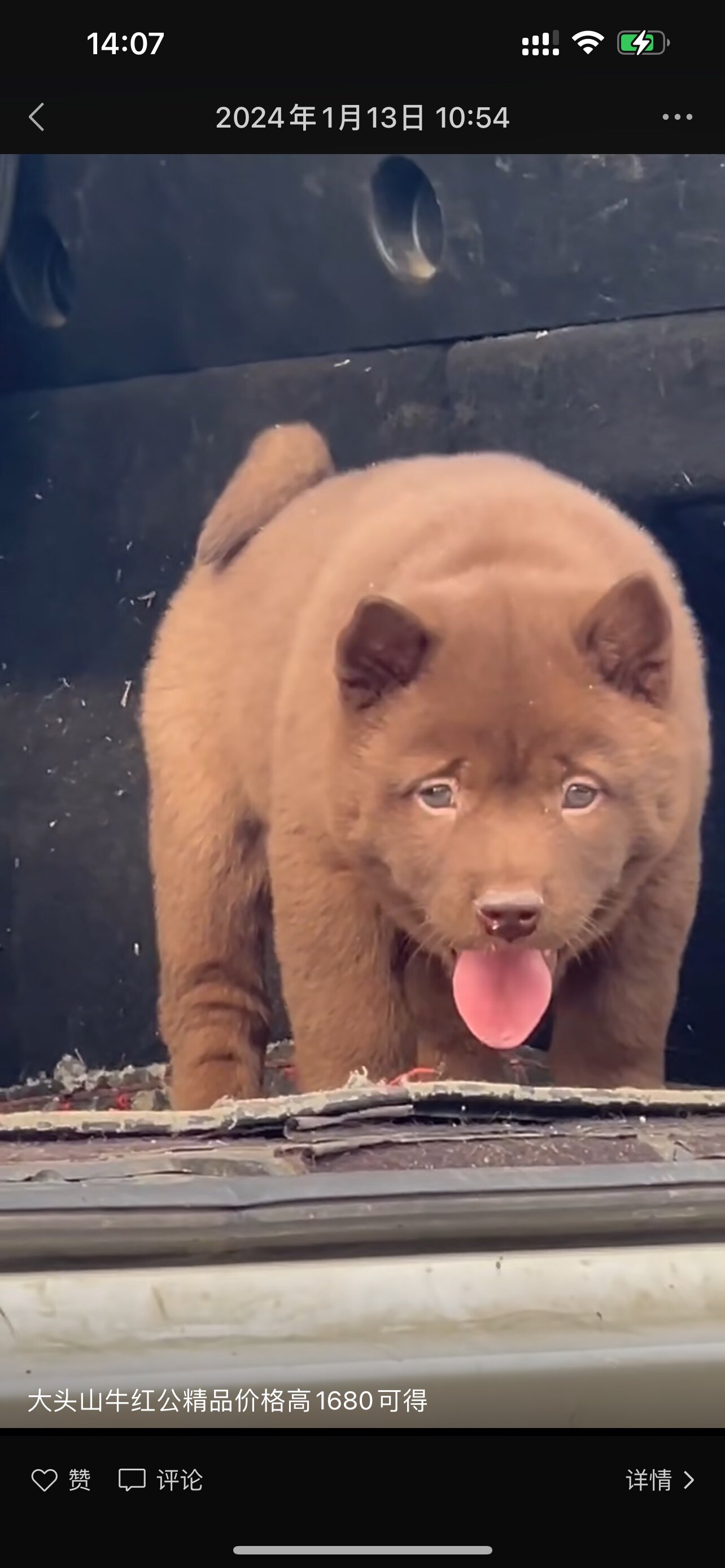潮汕五红犬五黑犬活物幼犬虎头狗狗虎斑红色土狗土猎犬中华田园犬