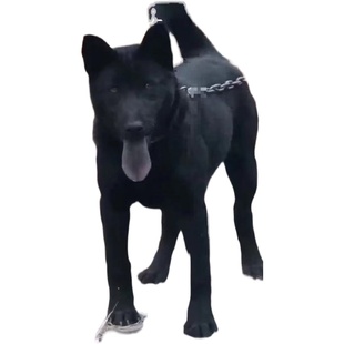 纯种中华田园犬广西土猎犬大头虎斑打猎犬活体幼犬土狗五黑犬包邮