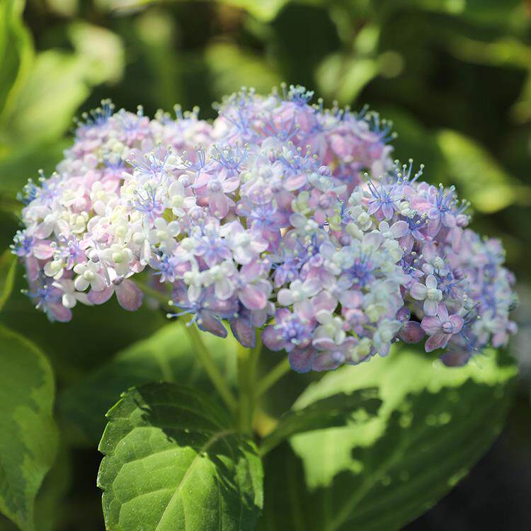 三河千鸟绣球花苗盆栽带花苞大花绣球八仙花阳台庭院开花植物