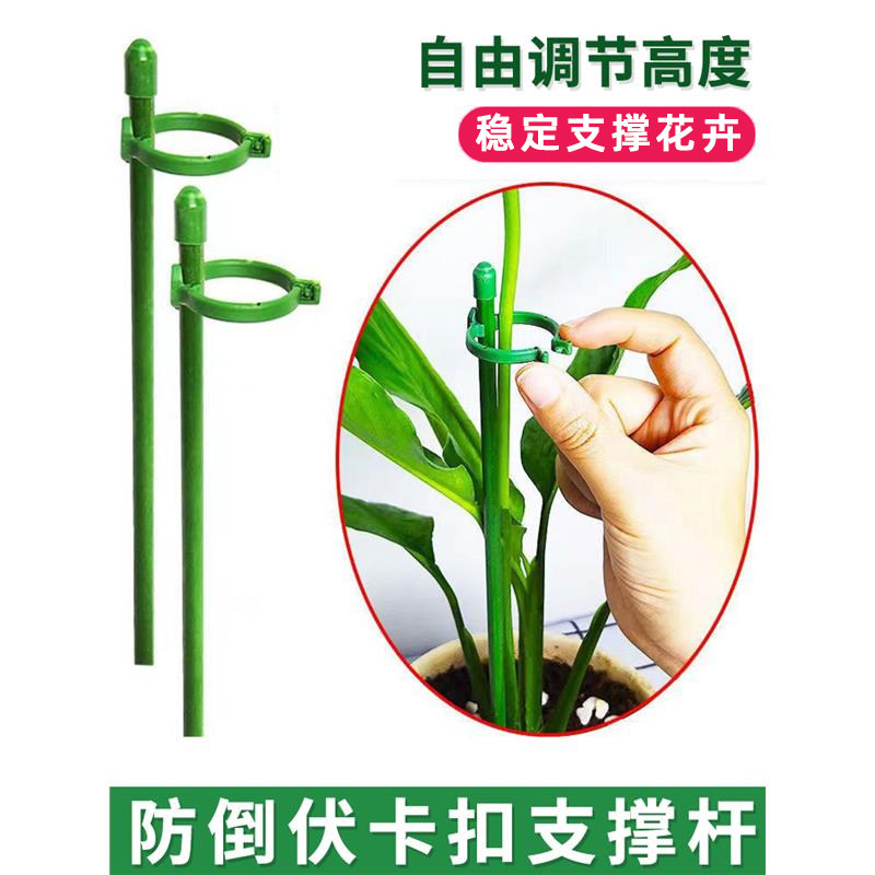 花盆新型龟甲龙球兰专用金银花