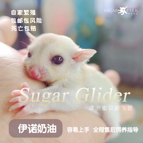 铂金会飞玩家蜜袋鼯活物异宠
