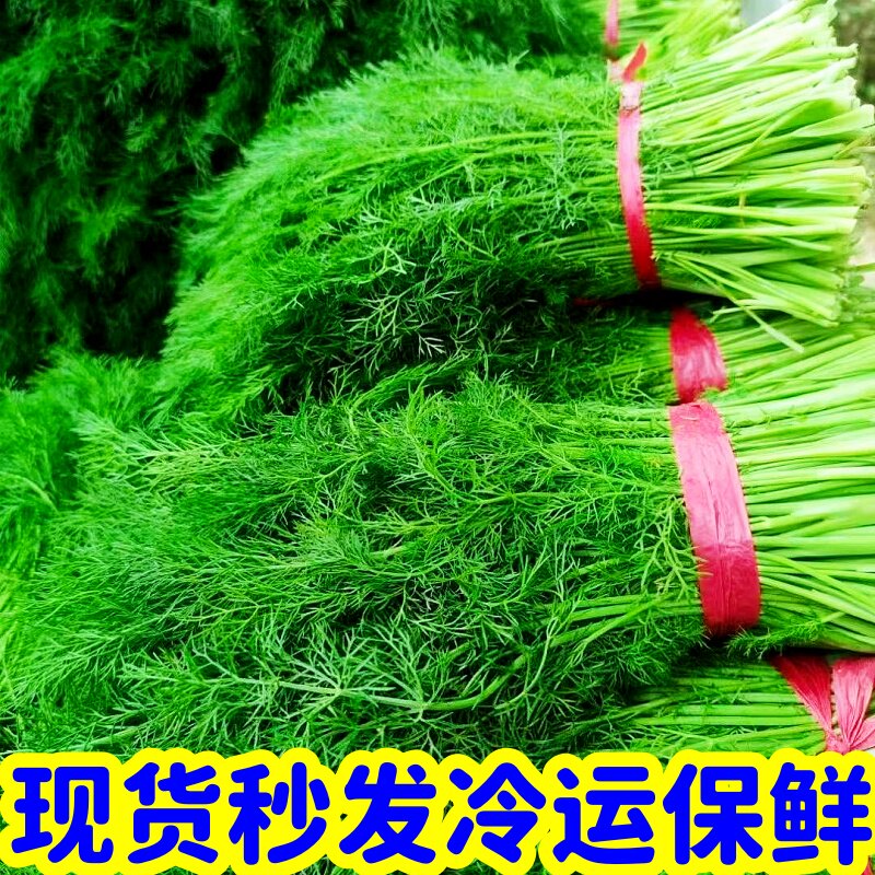 现货包邮山东茴香菜新鲜小茴香苗鲜嫩荤香现割现发4斤大茴香