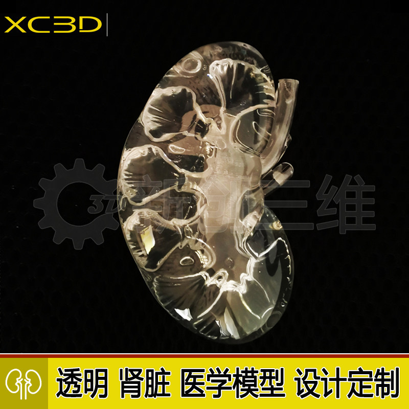 3D打印透明心脏胃肝脏体肾脏模型