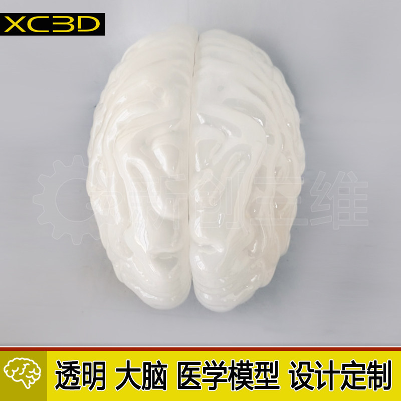模型设计定制3D打印医疗透明心脏医学教学教具大脑脑部肺部胃部