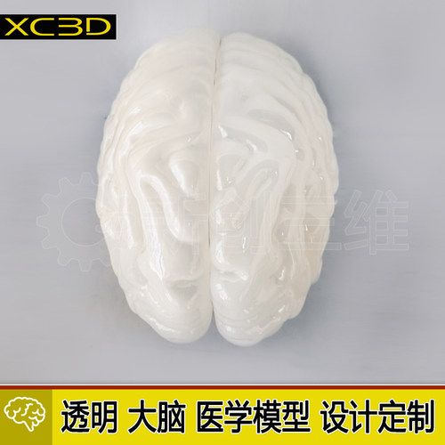 大脑脑部模型医疗医学教具定制