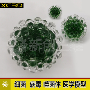 透明细菌病毒手办模型医学医疗定制噬菌体腺3D打印摆件礼物教具