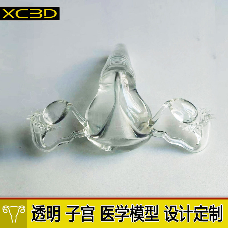 3D打印医疗透明子宫卵巢医学教具