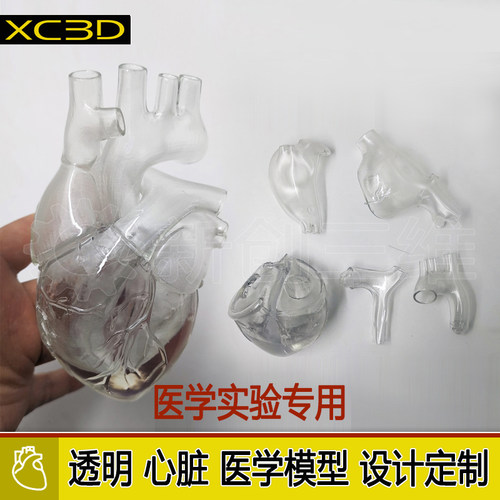 可拆装透明心脏医学医疗模型定制