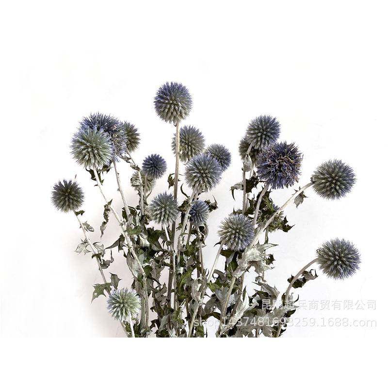 【干花蓝星球】北欧风蓝刺芹家居装饰蓝星球刺果干花花束摄影道具