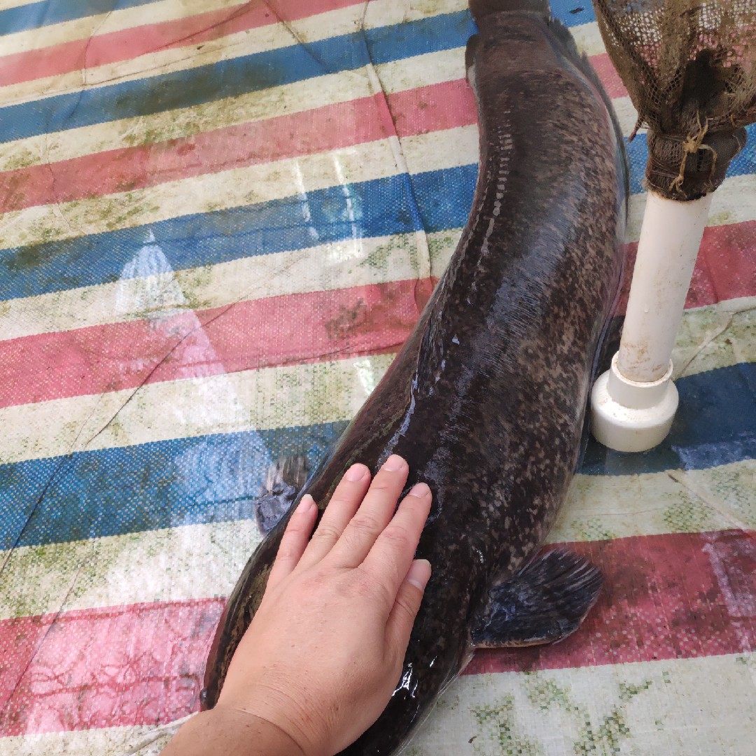 正宗埃及鱼苗大规格埃及塘鲺鱼胡子鱼革胡子鲶鱼八须鲶鱼淡水鱼苗