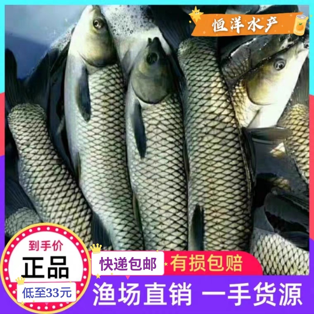 渔场直销 脆肉鲩鱼苗 鲩鱼苗 四大家鱼 草鱼苗 淡水鱼苗 活体包邮