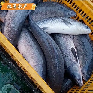 黑鲩鱼苗螺蛳青鱼苗杂交黑鲩鱼青鱼灰鲩鱼乌鲩鱼淡水鱼苗活体包邮