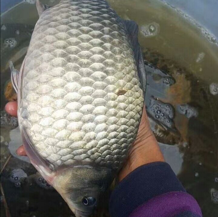 鲫鱼苗白鲫鱼工程鲫鱼土鲫鱼东北鲫鱼中科鲫鱼苗淡水鱼苗活体包邮