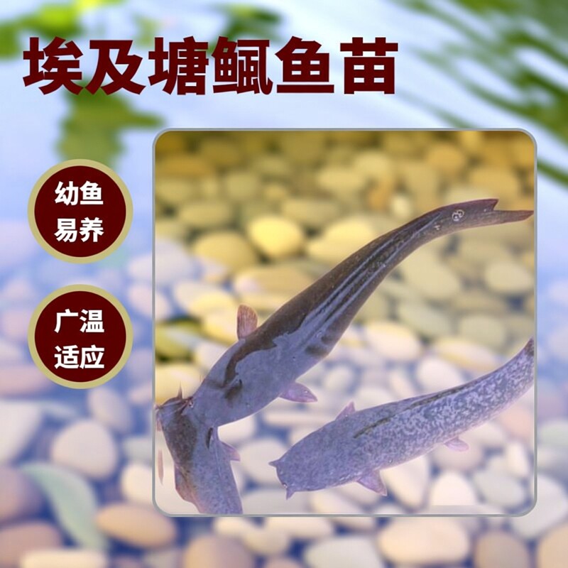 正宗埃及鱼苗大规格埃及塘鲺鱼胡子鱼革胡子鲶鱼八须鲶鱼淡水鱼苗