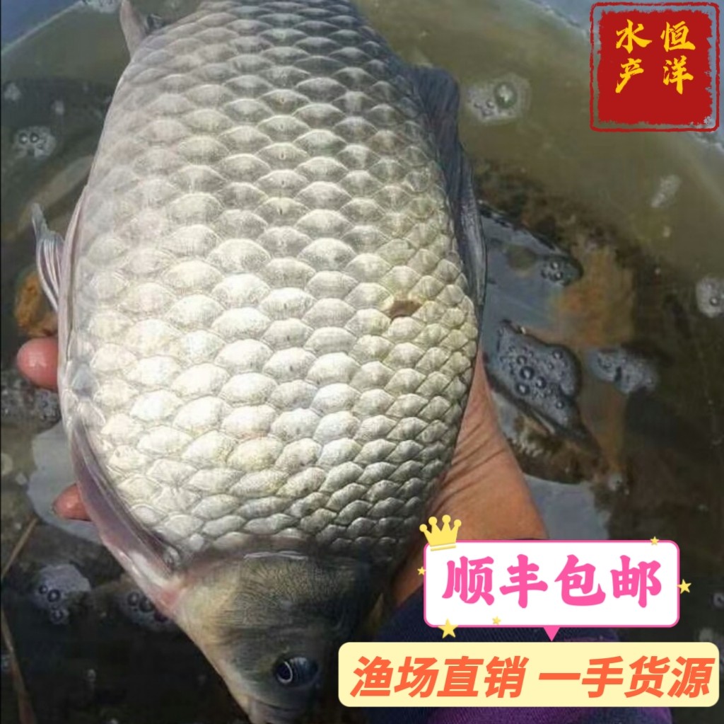 鲫鱼苗白鲫鱼工程鲫鱼土鲫鱼东北鲫鱼中科鲫鱼苗淡水鱼苗活体包邮