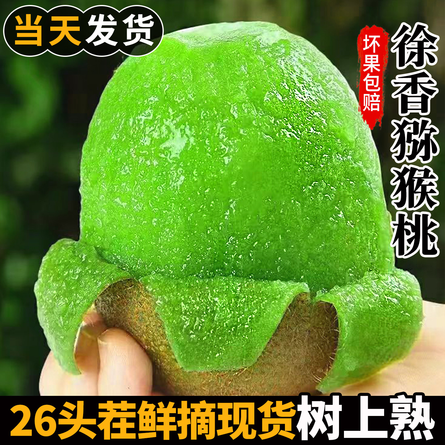 徐香猕猴桃新鲜采摘产地直发