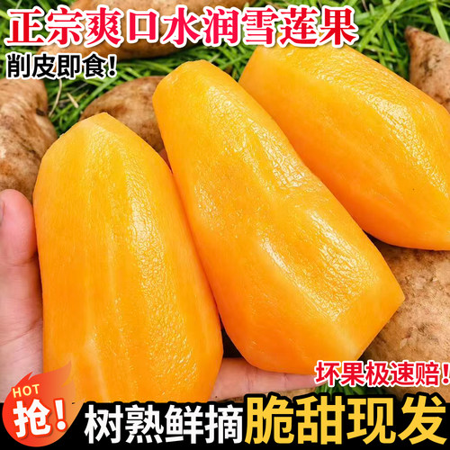 正宗云南天山雪莲果新鲜水果