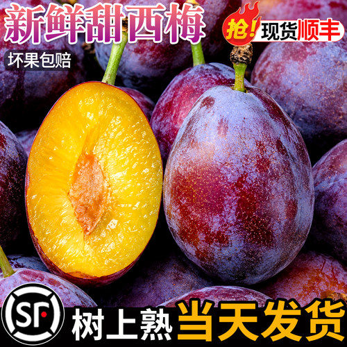 正宗新疆西梅特大果现摘自然熟