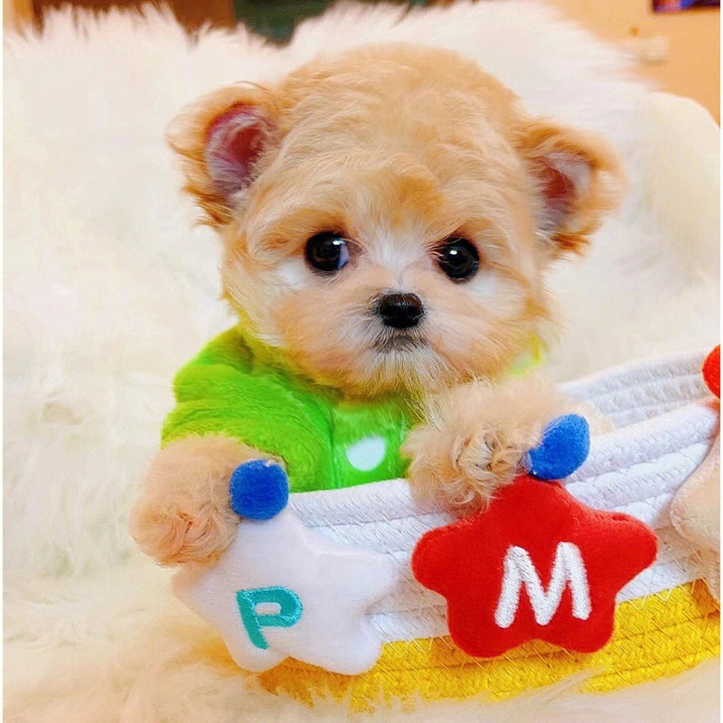 飞耳泰迪幼犬马尔泰犬贵宾犬幼犬小型犬灰泰迪不掉毛宠物狗活体