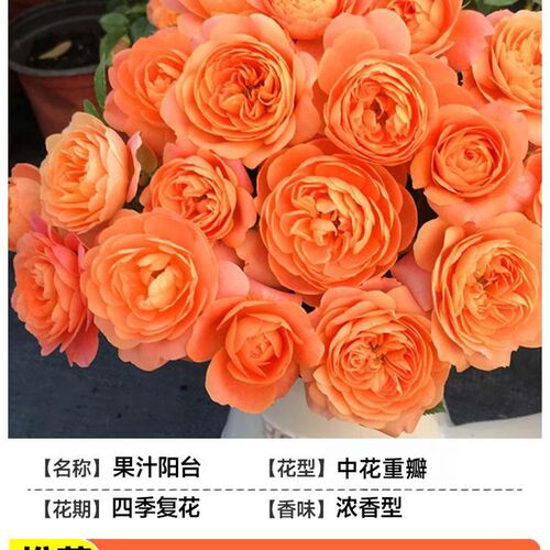 金丝雀月季墙微花树大苗花卉庭院四季开花藤本蔷薇玫瑰花盆栽绿植