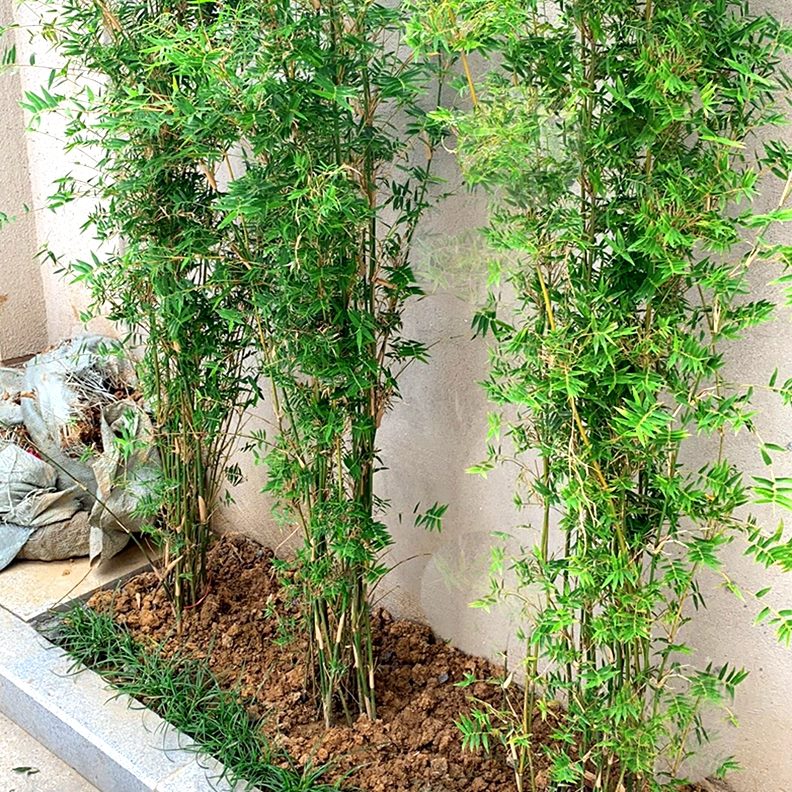 苗竹子丛四季常青植物室内阳台观赏盆栽微型盆景米竹凤尾生庭院竹