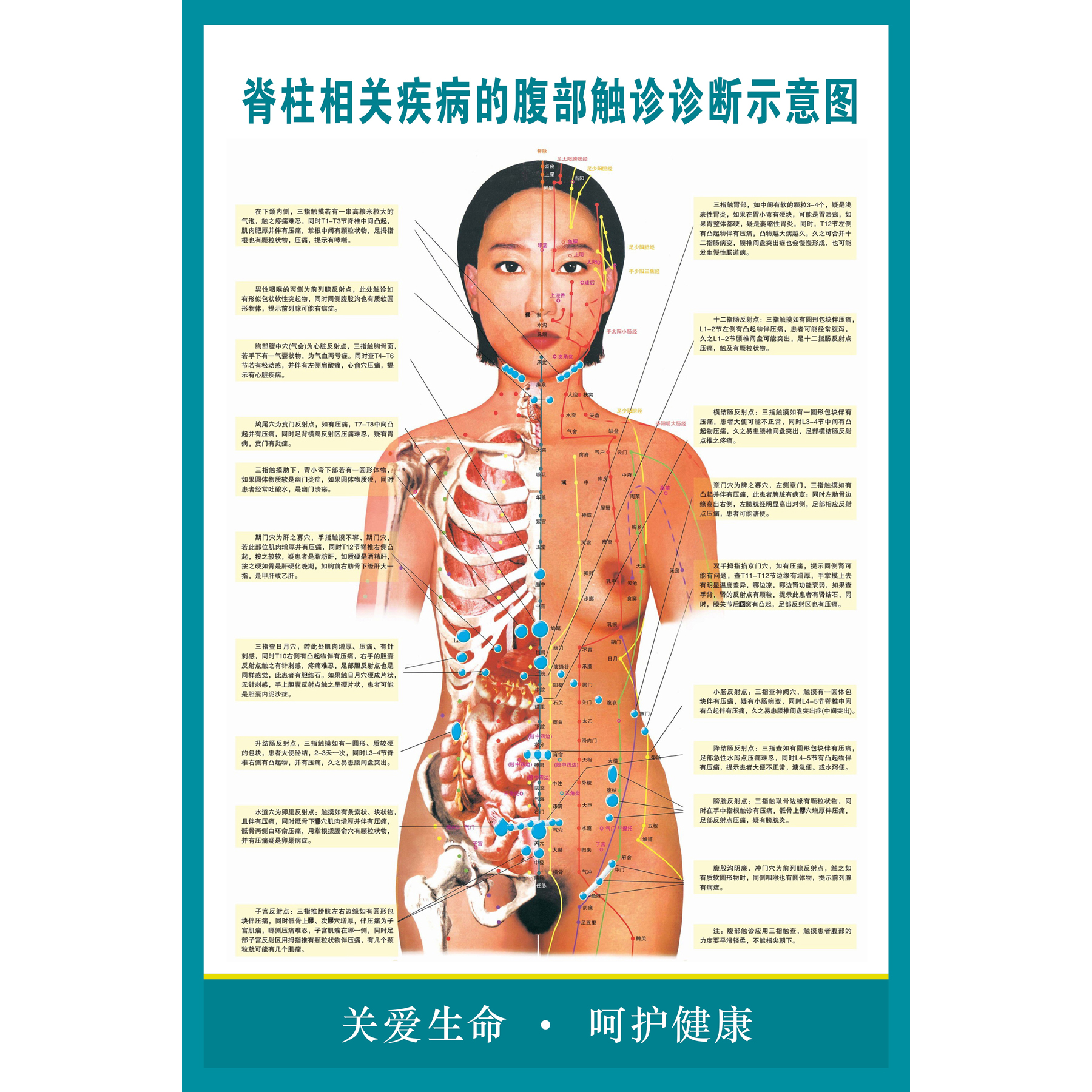 脊柱相关疾病的腹部触诊诊断示意图海报 医院医学人体脊柱挂图