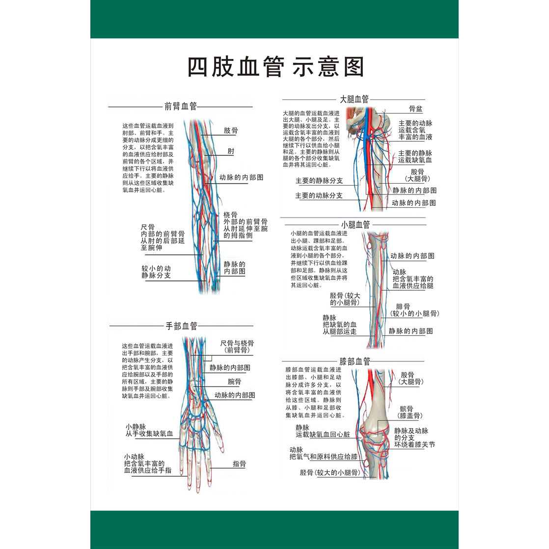 医学人体心脑血管系统示意图《四肢血管示意图》医院宣传挂图海报