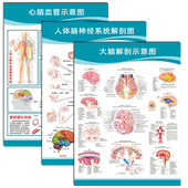 医院心脑血管挂图高血压头部脑神经 人体解剖图 脑底动脉示意图