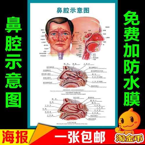 鼻腔解剖示意图医学挂图医院耳鼻咽喉侧面解剖图鼻炎海报中矢状图
