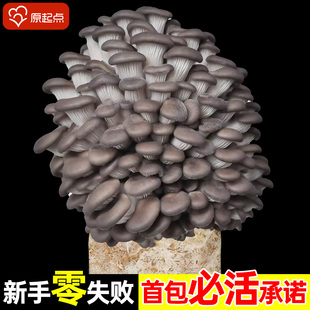 新鲜蘑菇种植菌包家庭食用儿童黑平菇香菇袋装大包自种菌棒小盆栽