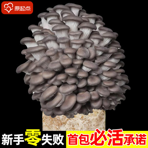 新鲜蘑菇种植菌包家庭食用儿童黑平菇香菇袋装大包自种菌棒小盆栽
