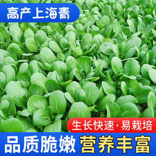 小白菜青菜油菜阳台盆栽鸡毛菜种子蔬菜菜种孑大全 上海青种籽四季