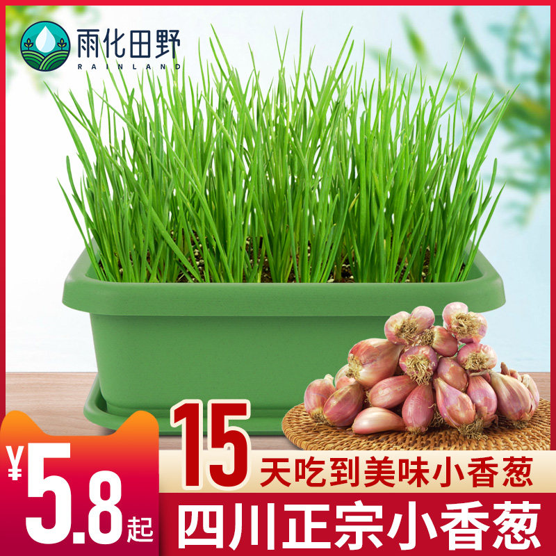 小香葱种头红葱家庭阳台种菜种葱神器养葱盆蔬菜塑料盆葱种植盆栽