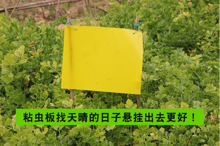 覆膜农业黄色粘虫板灭蚊蓝色小飞虫绿植温室户外双面贴板保护粘贴在类目 鲜花速递/花卉仿真/绿植园艺, 园艺用品, 其它园艺用品中 - 来自Buy2taobao.com提供专业的淘宝代购服务