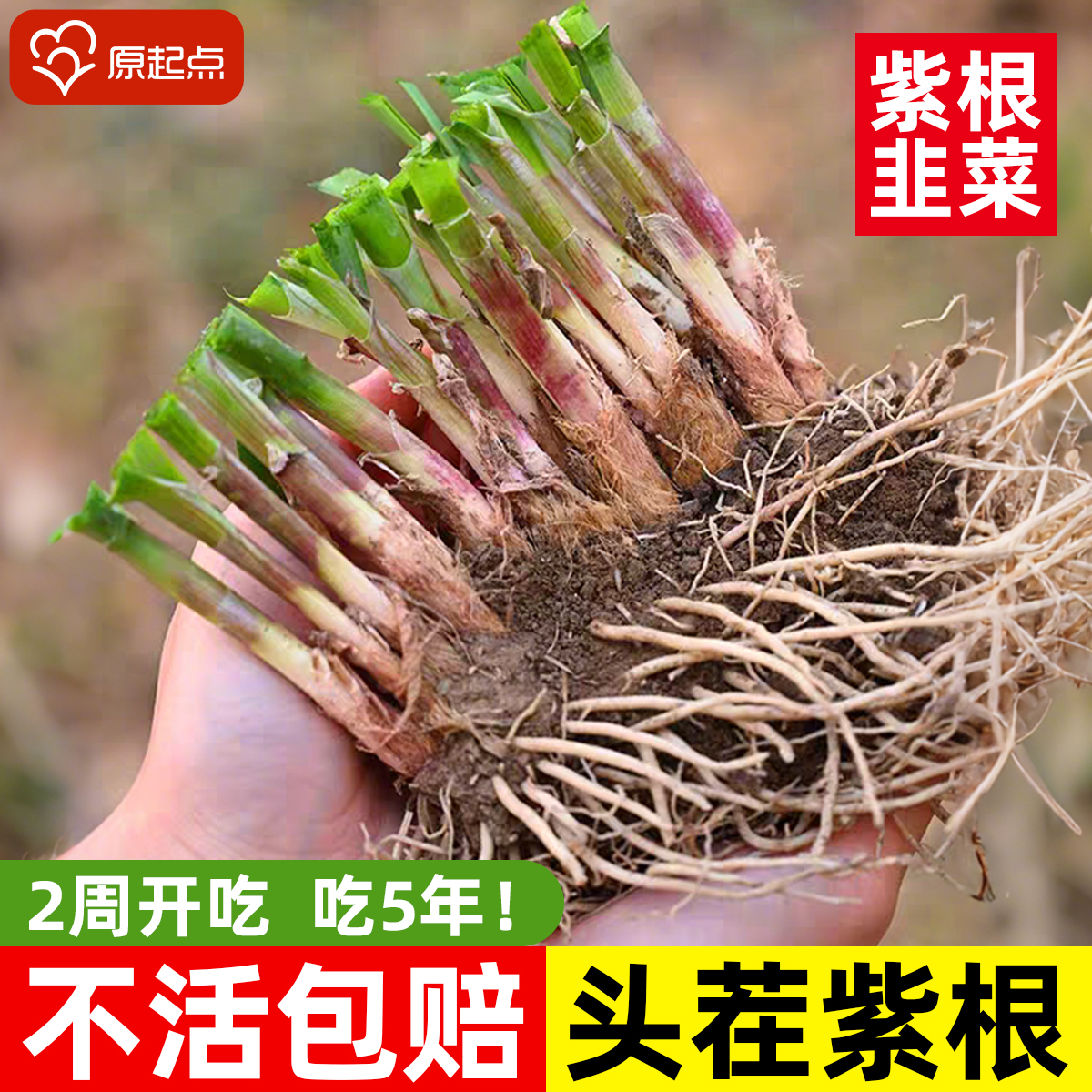 四季带土现挖韭菜宽叶根苗紫根红根大叶四季阳台盆栽种菜籽蔬菜苗