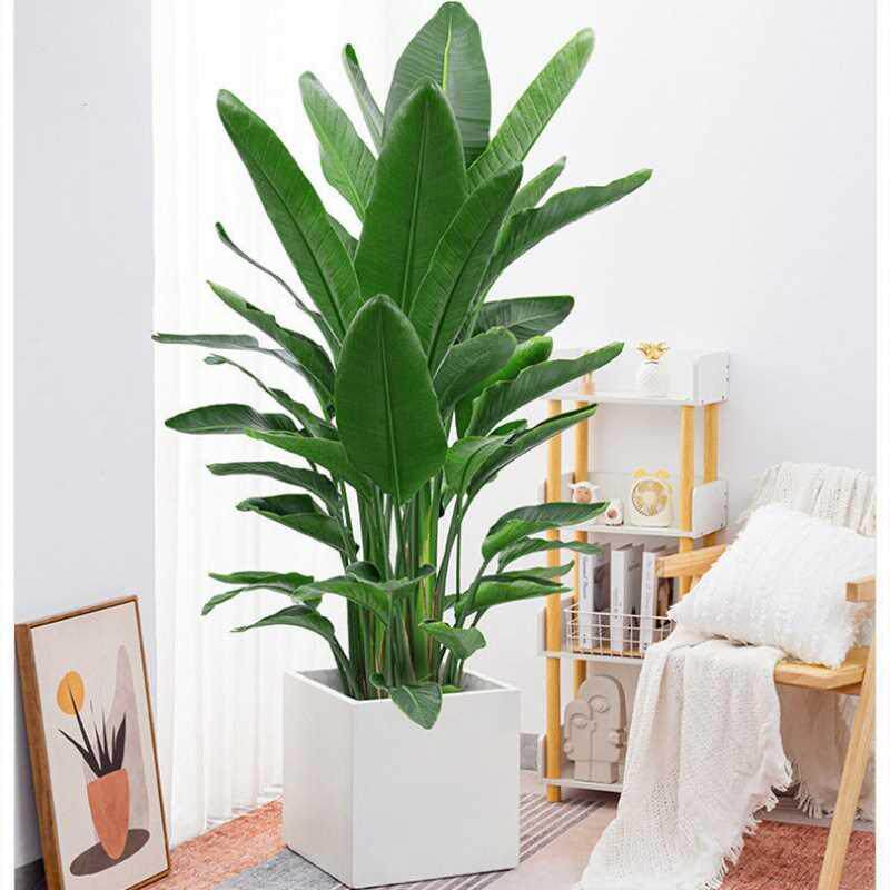 绿植去甲醛鸟盆客栽鹤望兰大型mr6zpx4a植物卉内室好花养办公室厅