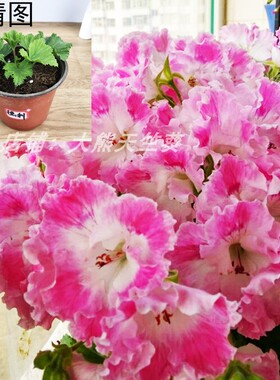 大熊天竺葵 品种德利 蝴蝶梅大花天天竺葵小苗花苗四季包对版包邮