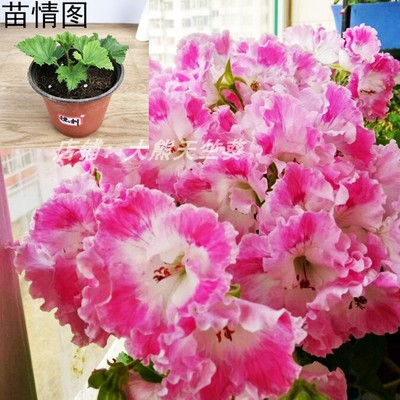 天竺葵阳台卧室花苗四季开花德利