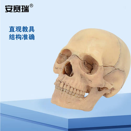 安赛瑞人体头骨模型人体原色头骨模型15部件头颅骨模型可拆卸美术