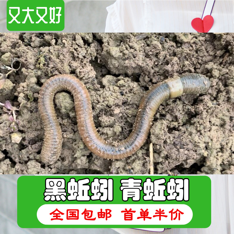活体钓黄鳝饵料臭蚯蚓包邮