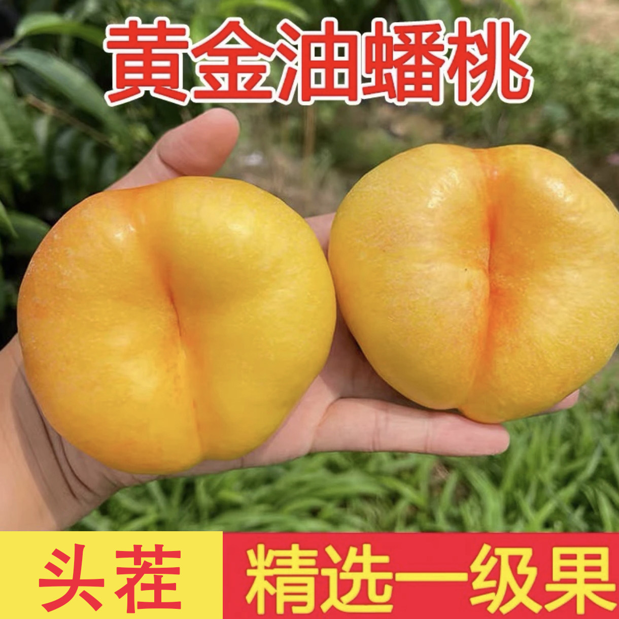山东黄金油蟠桃黄金蟠桃香甜多汁精选黄油蟠桃油蟠桃新鲜采摘脆软