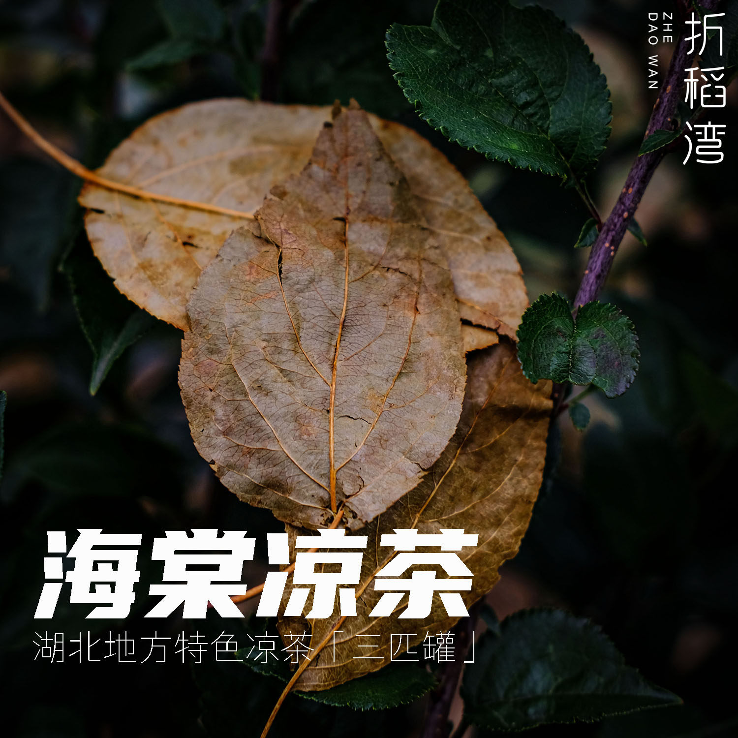 野生三匹罐 海棠凉茶 回甘红茶韵味 自然晒干开水冲泡红花茶
