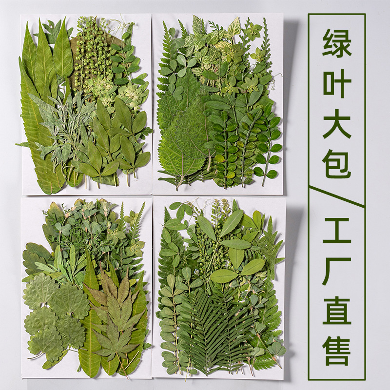 真树叶植物标本 幼儿园手工贴画干花压花DIY写真贴脸装饰干花妆图片