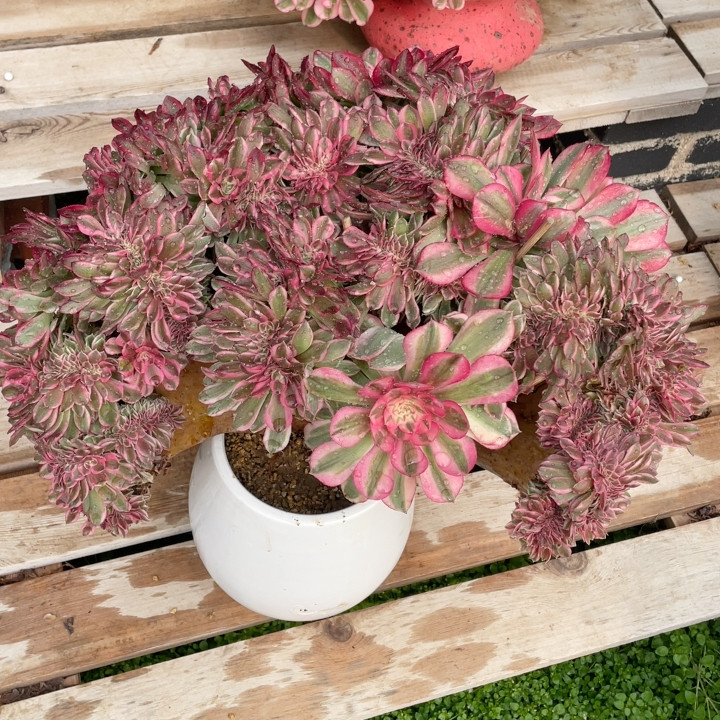 荔枝,鲜花速递/花卉仿真/绿植园艺,多肉植物,淘宝优惠券,粉丝福利购,淘宝优惠卷