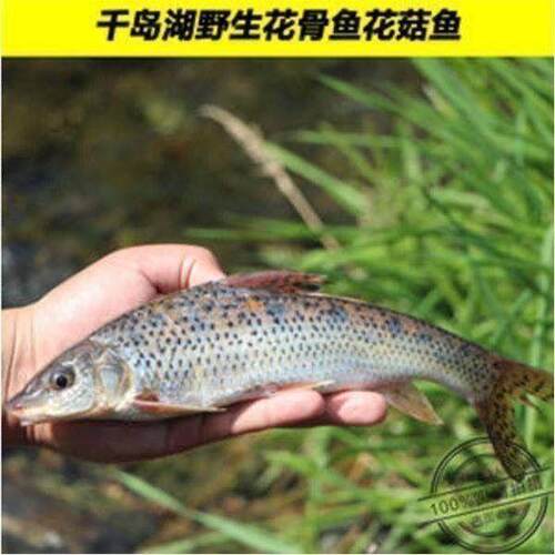 花骨鱼苗淡水土凤鱼苗养殖小鱼苗花骨鱼花吉勾鱼养殖六角