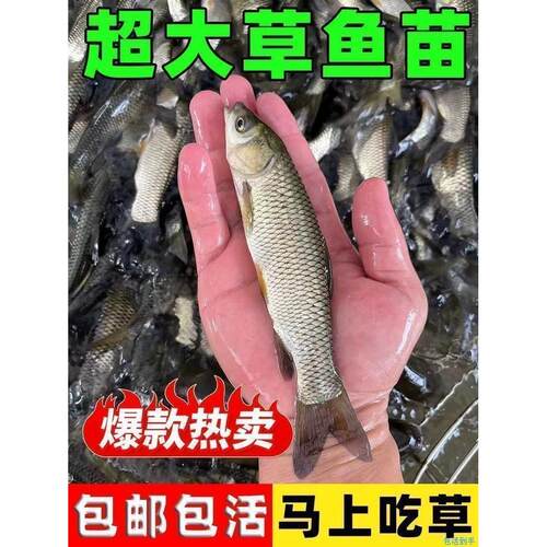 草鱼苗活体养殖皖鱼特大规格脆皖鱼淡水