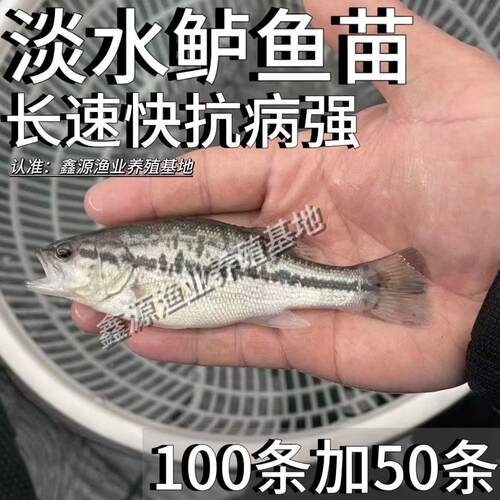 (正宗淡水鲈鱼苗)加州鲈鱼苗活体养殖大口黑鲈路亚凶猛鲈鱼苗