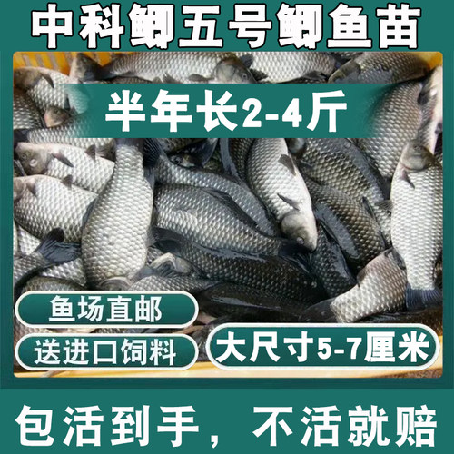 正宗好养鲫鱼苗黄金工程中科鲫五号大阪鲫银鲫养殖淡水可过冬包活